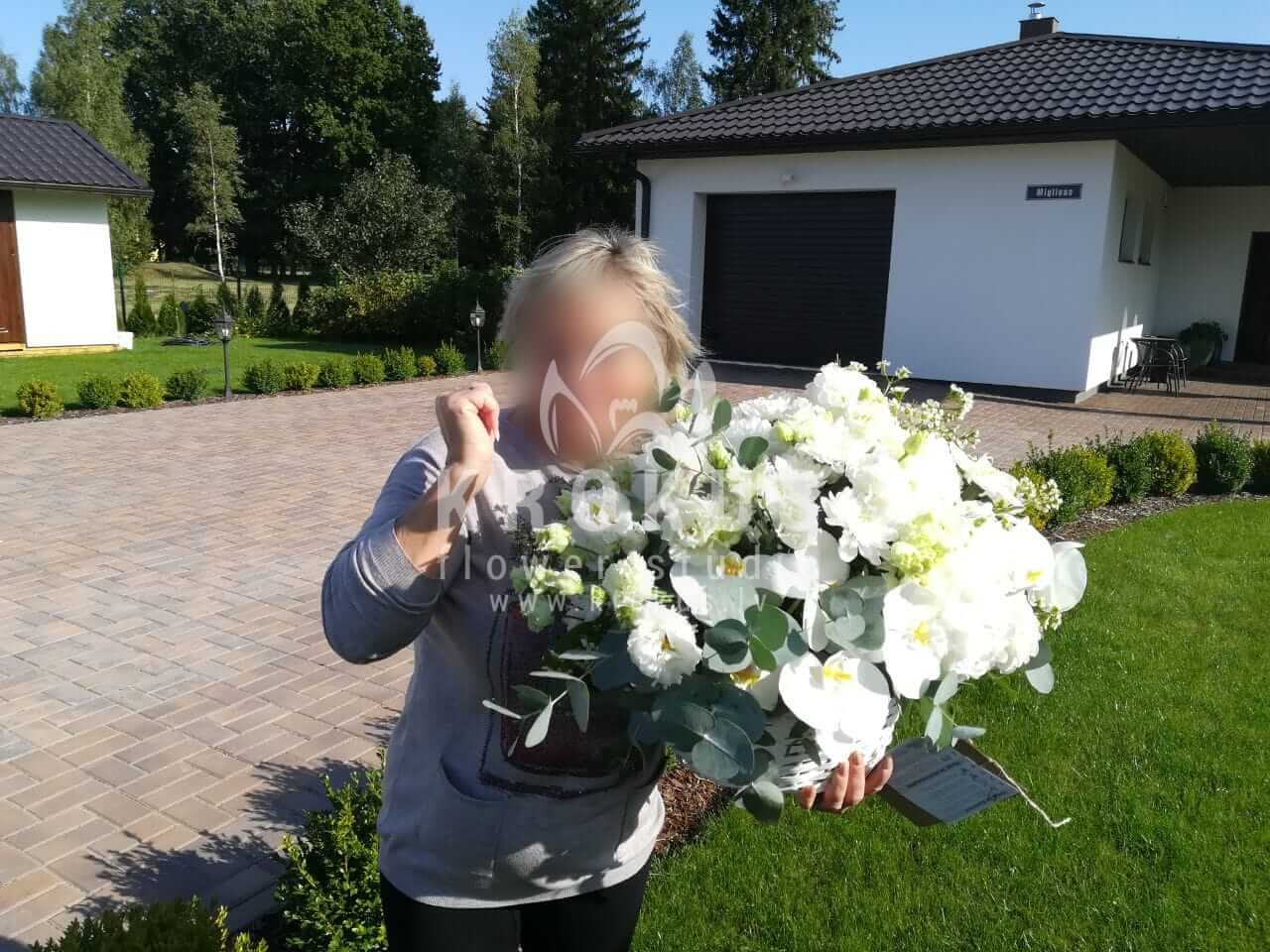 Ziedu piegāde Latvia Iecava (matiolaalstremērijakrizantēmas lauvmutīteseikaliptsligustrssalal (goltjēra))