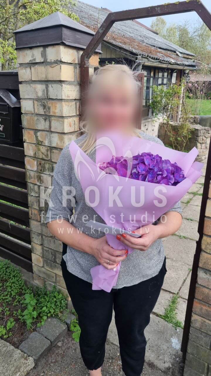 Deliver flowers to Rīga (freesiaorchidspeony rosesoxypetalumhydrangeas)