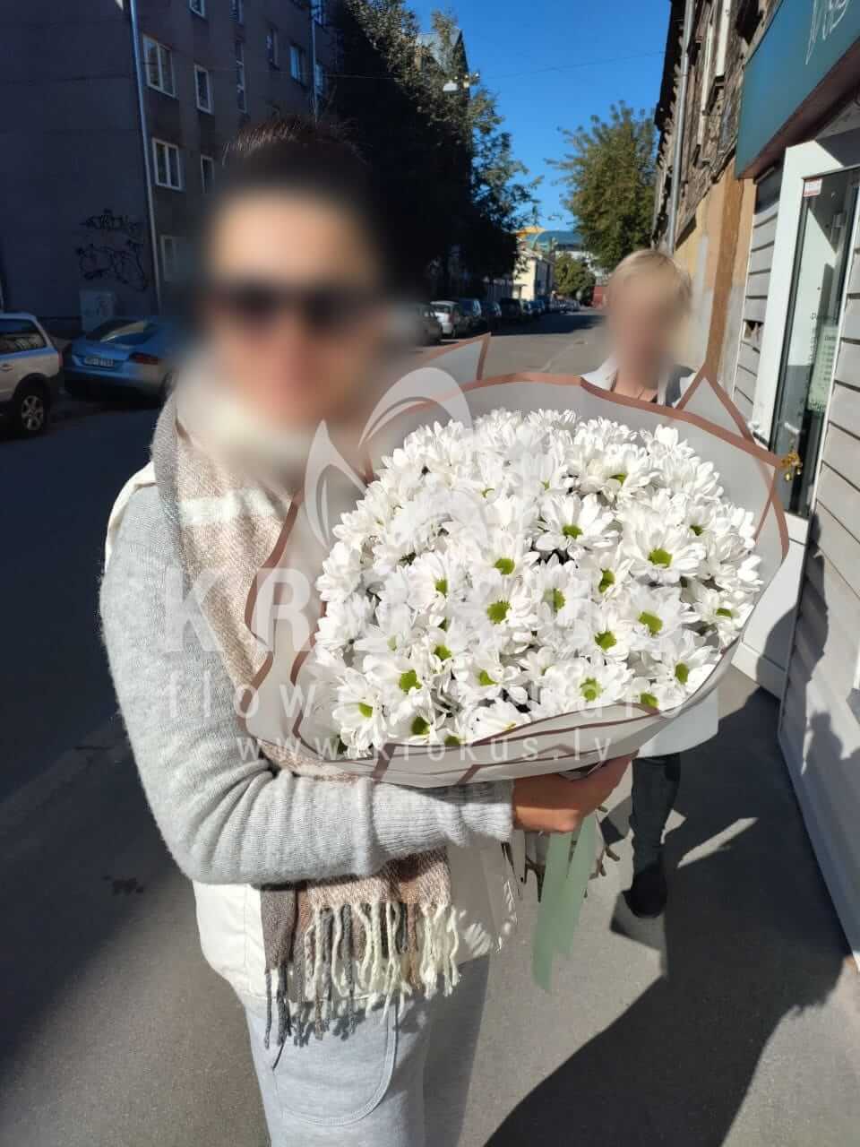 Ziedu piegāde Latvia Rīga (krizantēmas margrietiņas )