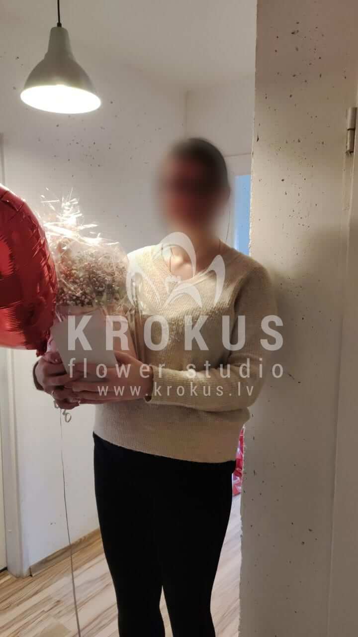 Deliver flowers to Rīga (gypsophilastylish box)