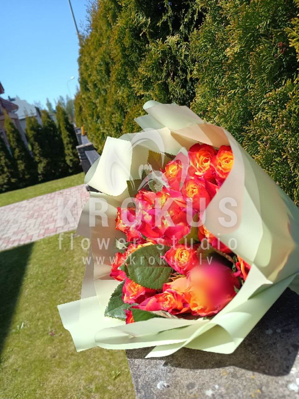 Ziedu piegāde Latvia Spilve (divkrāsu rozes)