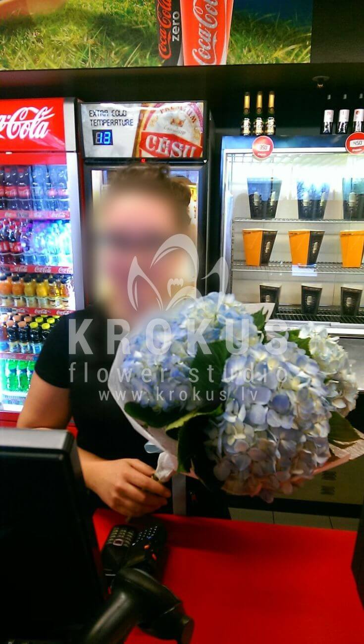 Deliver flowers to Latvia (freesiaorchidshydrangeasoxypetalumpeony roses)