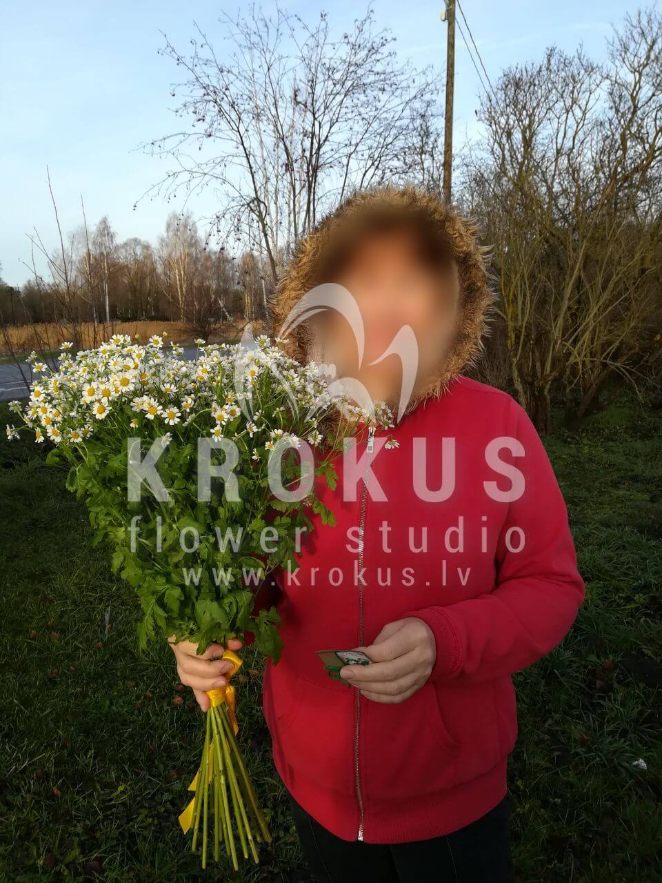 Ziedu piegāde Latvia Rīga (pļavas puķesmargrietiņas )